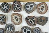 Lot: to Small Cut Septarian Nodules - Pairs #92171-1